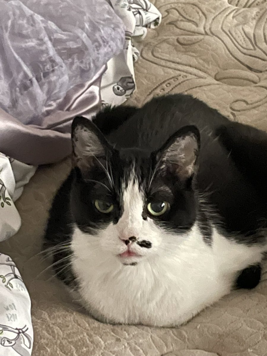 0Randomweirdo3's tweet image. Cat