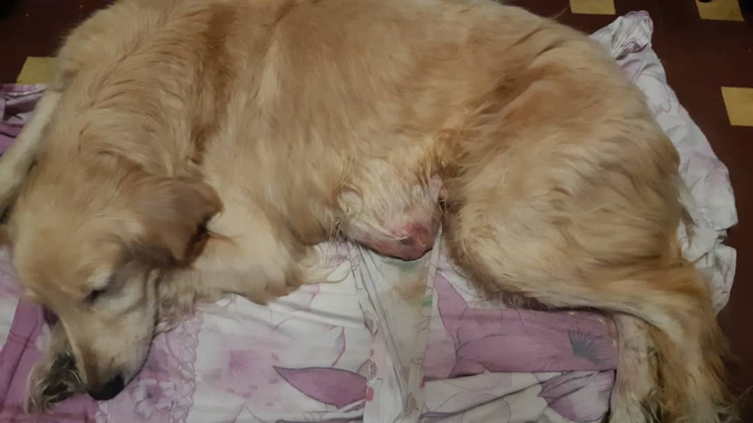 la_china1517's tweet photo. #ServicioPublico #16D #Caracas para #Samy perrita Golden está sufriendo de tumores en su parte abdominal, su dueña no puede costear los gastos veterinarios, ni traslados, sería de vital importancia su #Ayuda de la forma que deseen @CanalAnimal @asoc_vpla @Funda_asif #RT https://t.co/ynXagtQyfk