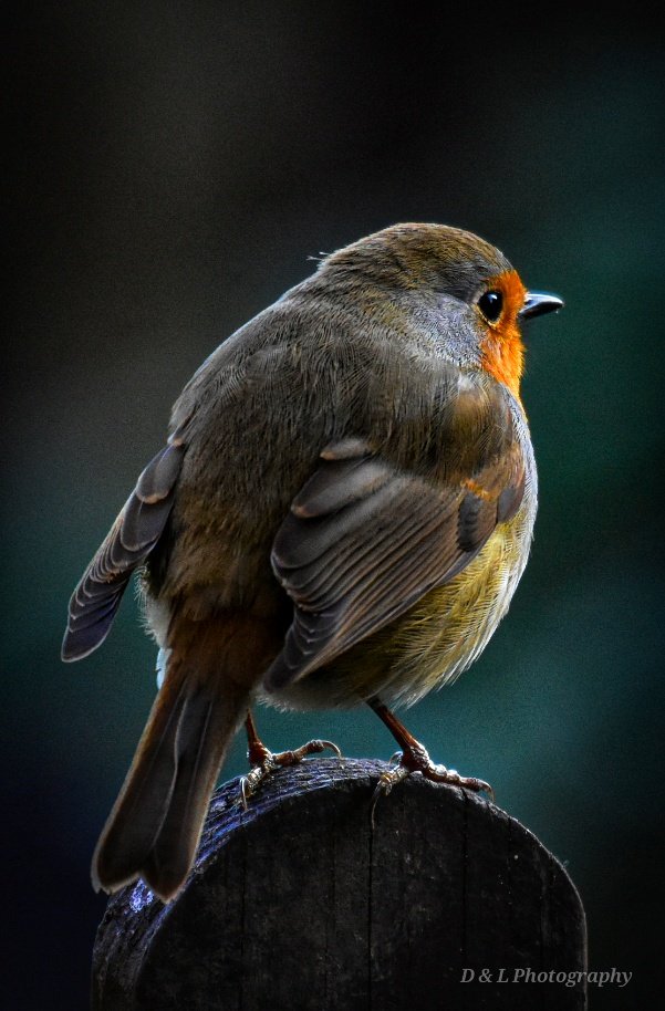 Robin