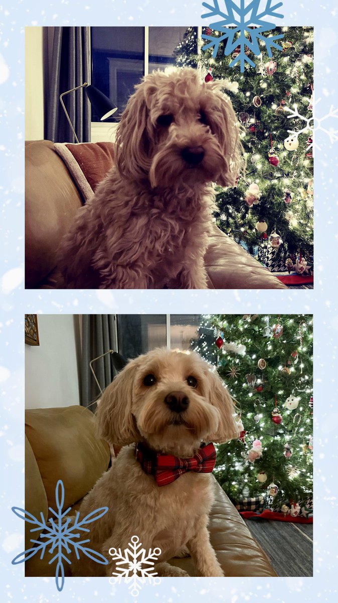 mnrajah's tweet image. Finally found a groomer with availability! #prepost #DogsofTwittter