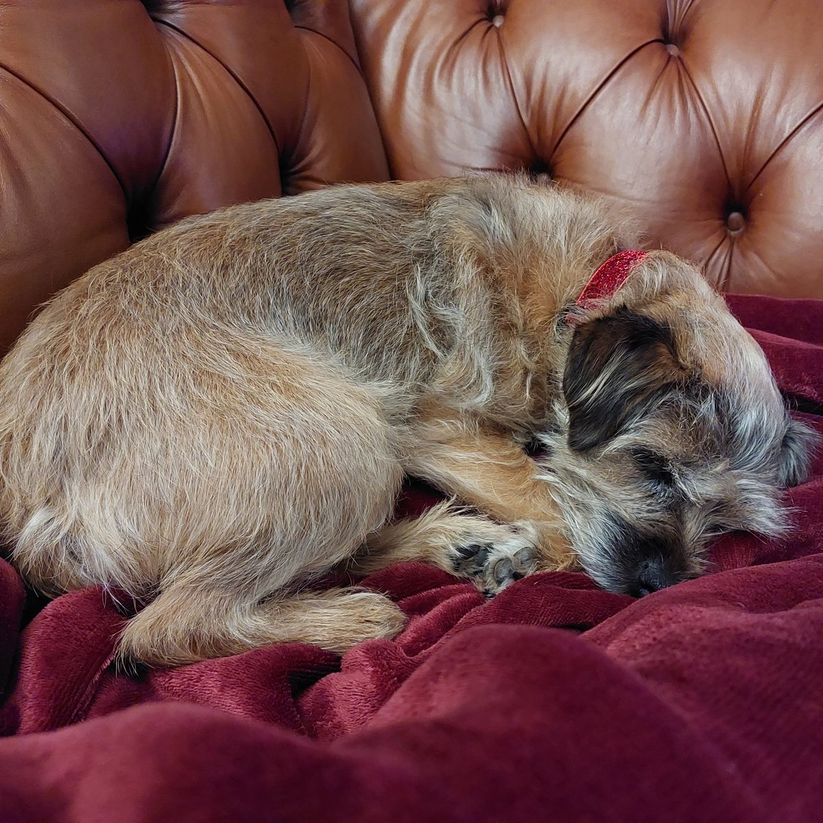 BonnieBooBT's tweet photo. Night night dear pals. Thank you for a pawsome night #BTPosse #BTXmas #barpups https://t.co/OxbLzKxHzy