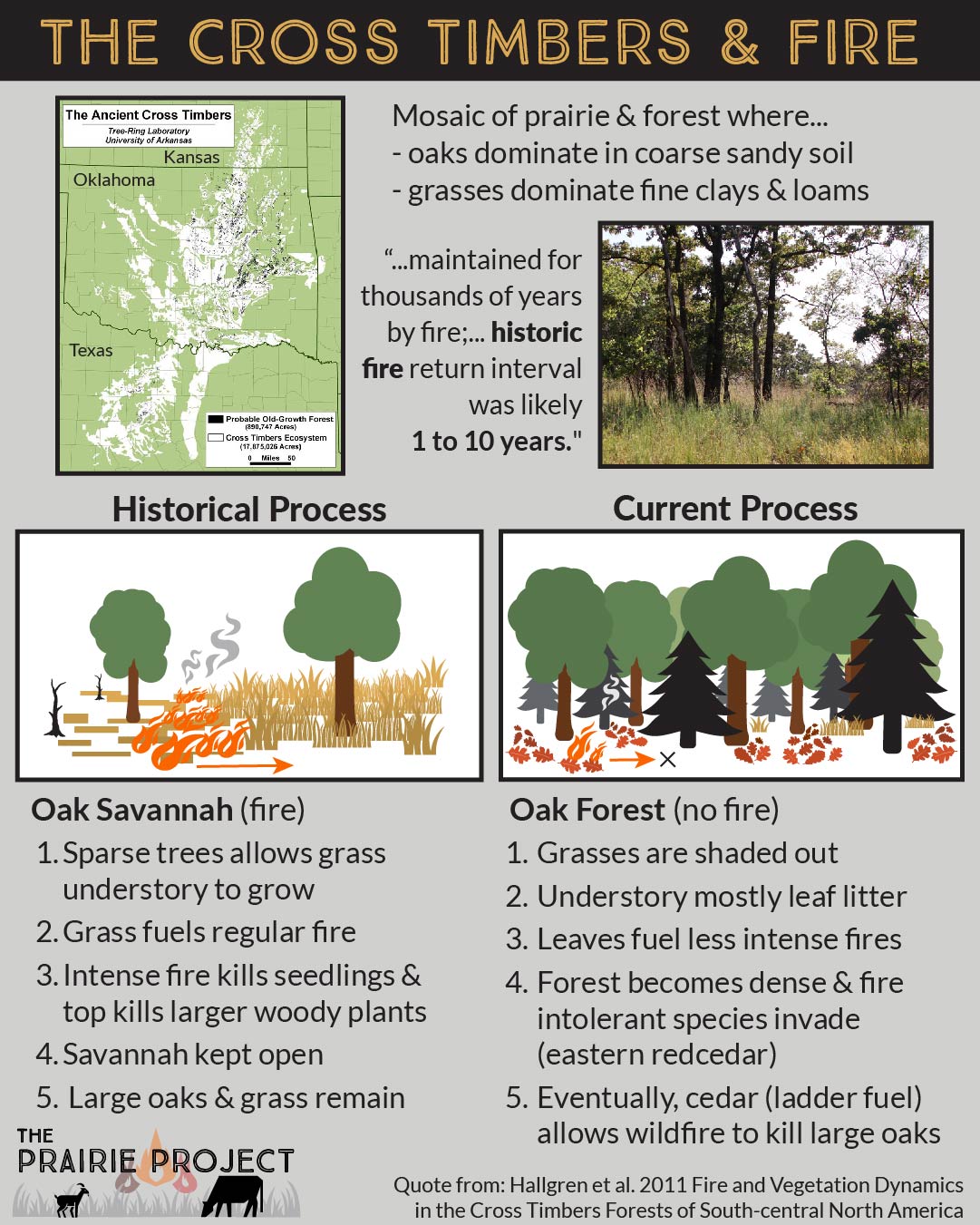 Is The Forest Cross Platform? - BLOGQUBE