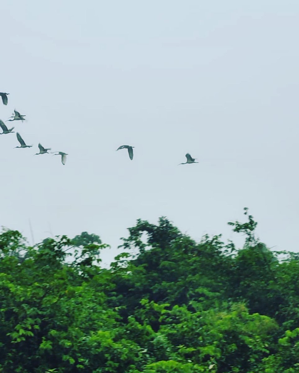 WCSBelize's tweet photo. What a beautiful day it was today for #birding inside the Maya Forest Corridor! The 2nd annual birding event inside the MFC was a big success. Besides identifying a number of #migratory #species, birders also saw other animals such as tayras, #tapirs, and coatimundis. Until 2023! https://t.co/MlSdHr83dT