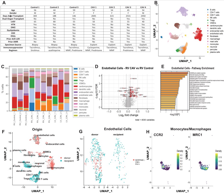 Single-nuclear RNA-seq of endomyocardial biopsies after heart transplantation offers opportunities to better understand rejection <a href="/KAmancherla/">Kaushik Amancherla</a> @VUMCTransplant <a href="/CardioOncology/">Javid Moslehi</a> <a href="/NR_Tucker/">Nathan Tucker</a> <a href="/JuanQinMed/">Juan Qin, PhD</a> #AHAJournals ahajrnls.org/3HMFUFY