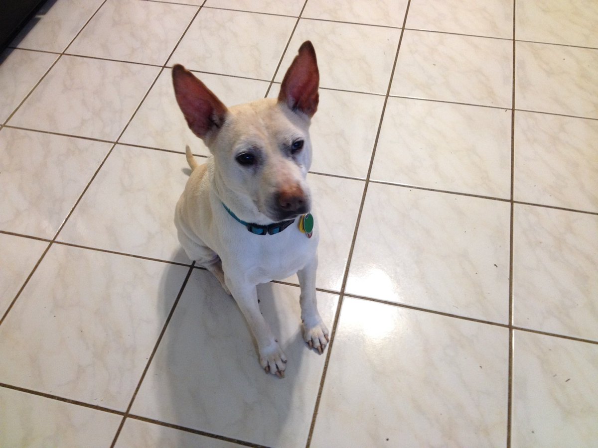 Shira Anthony tweet media