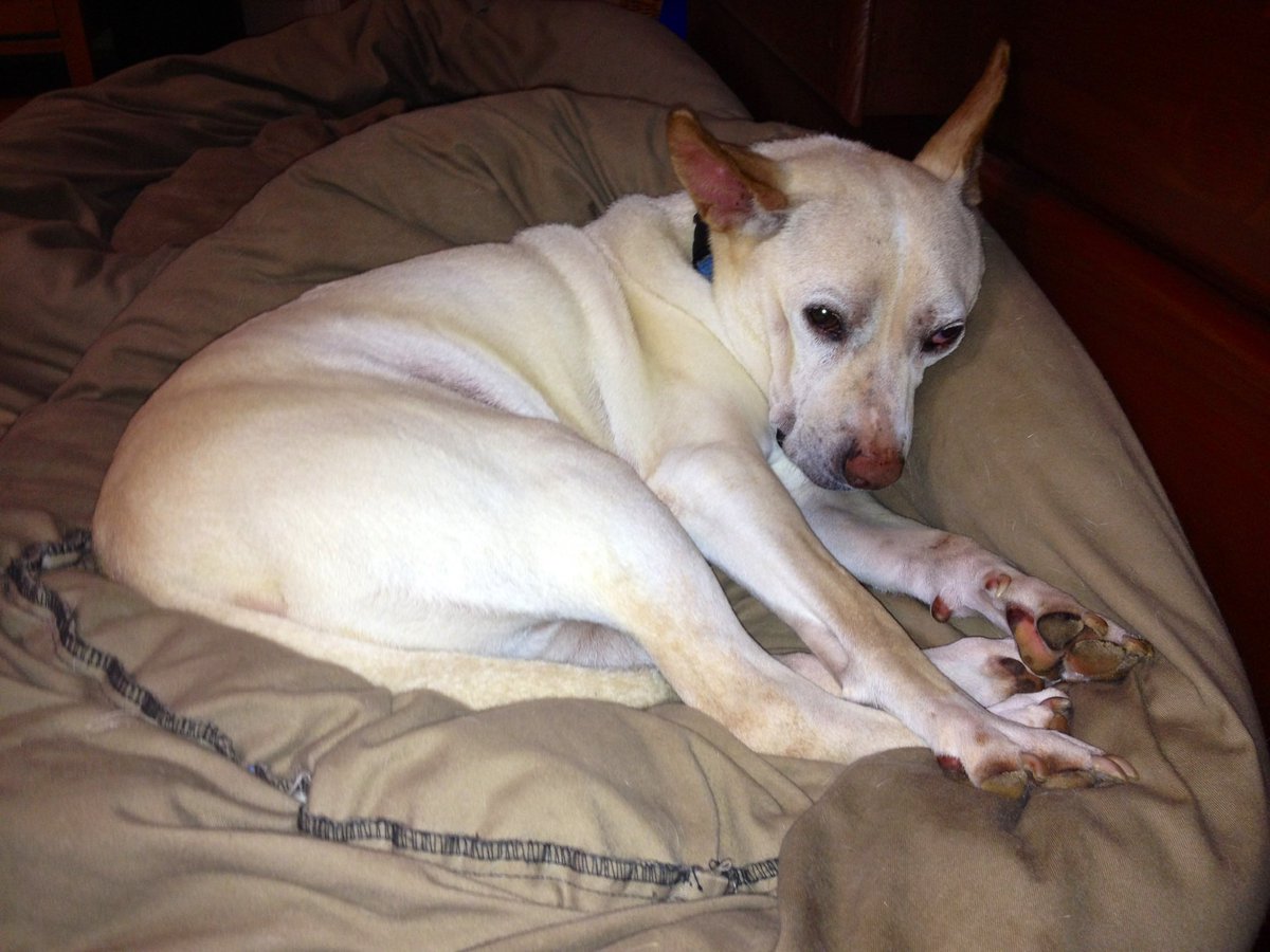 Shira Anthony tweet media