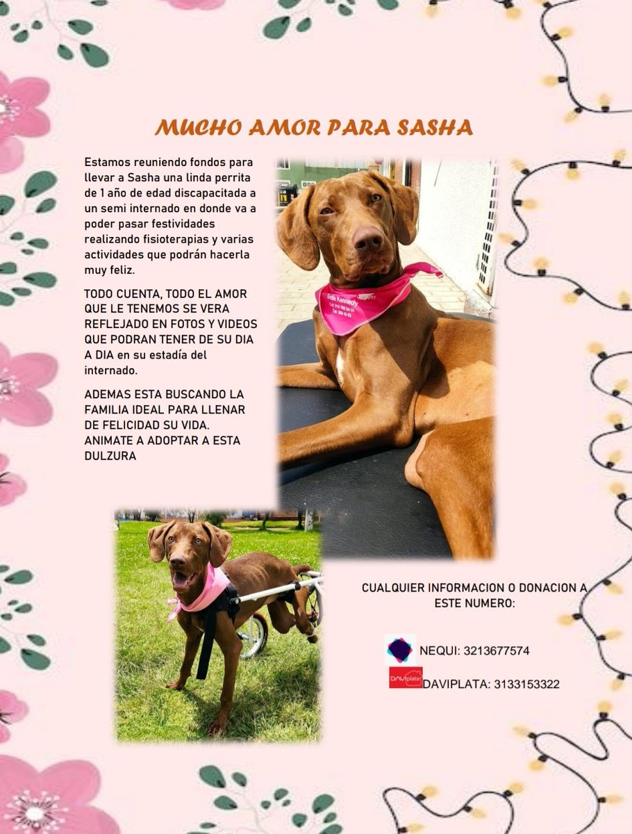 Sindy__RH's tweet photo. Estamos buscando personas que quieran ayudar a darle una navidad cómoda a Sasha, una perrita discapacitada sin hogar.
#Navidadperruna
#Sasha
#BuscoHogar
#Adopta https://t.co/nG5a8jLQaW