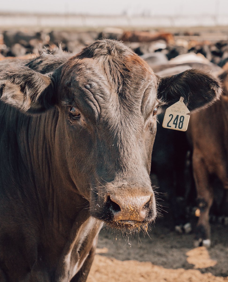 Known as “Cattle Feeding Country,” the three-state region of Texas, Oklahoma and New Mexico is the most populated commercial cattle feeding area in the world and annually markets more than six million fed cattle – 28% of the nation’s beef production.