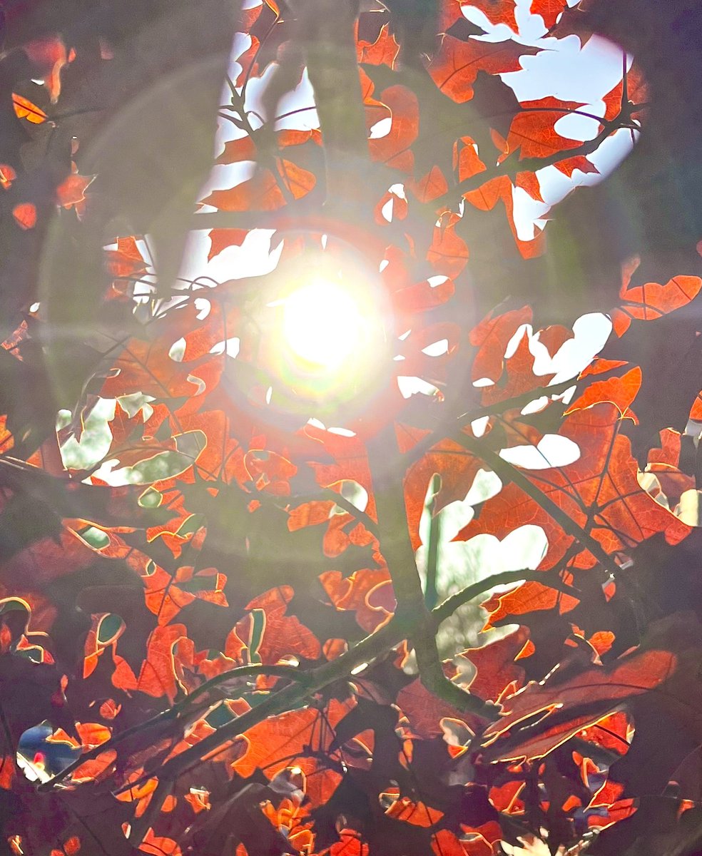JosephHill3794's tweet photo. Autumn Sunlight☀️🍁
Photo By: Joseph Hill🙂📸☀️🍁
#Sunlight #autumnsunlight #Autumn #autumnleaves #leaves #tree #autumntree #autumncolors #colorful #beautiful #peaceful #nature #daylight #sunnyday #daytime #autumnvibes #NaturePhotography #SouthernPinesNC #December https://t.co/IaEqQn6t9A