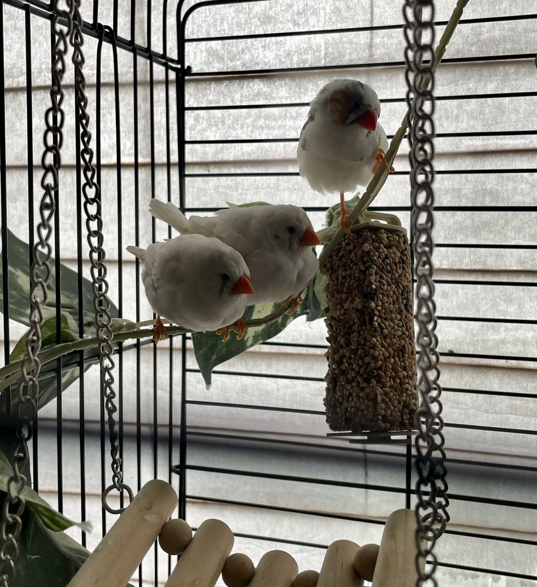 Chelsy Li tweet media