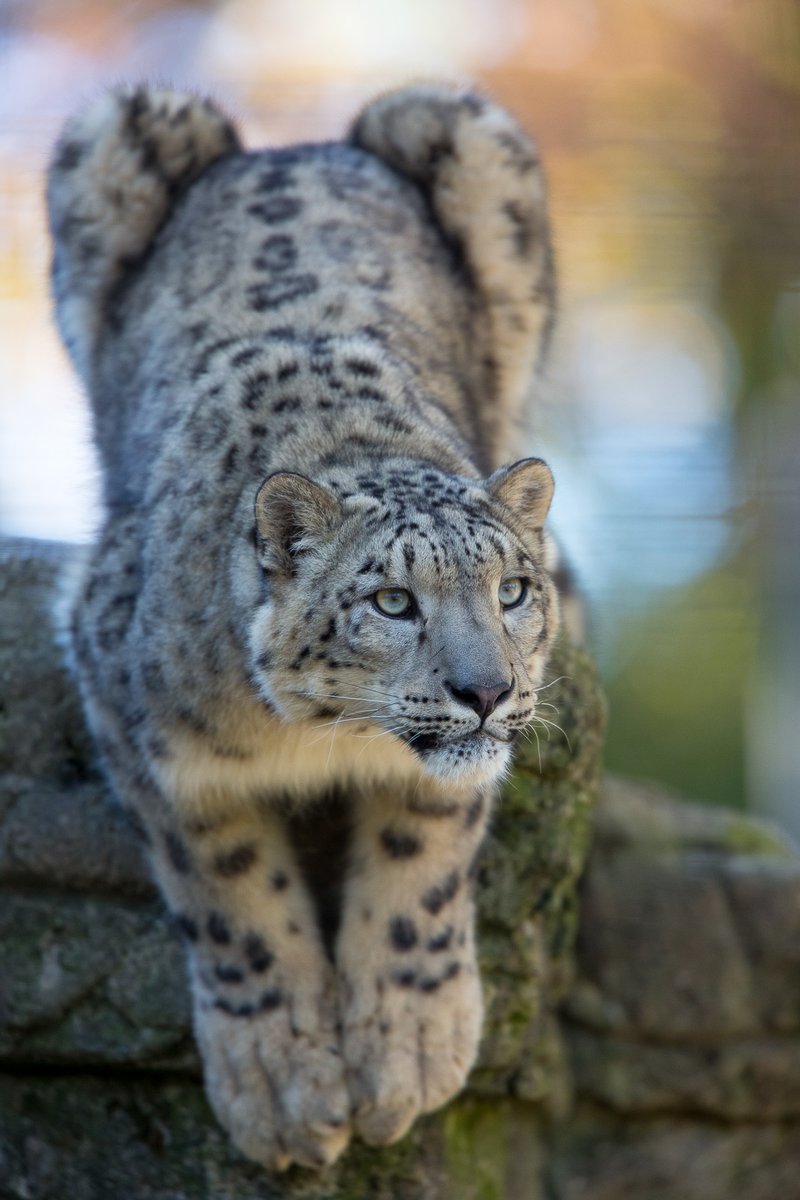 flickrsneps's tweet photo. #snowleopard #ユキヒョウ
https://t.co/bgaQvEILoK https://t.co/LLAXOeTnH3