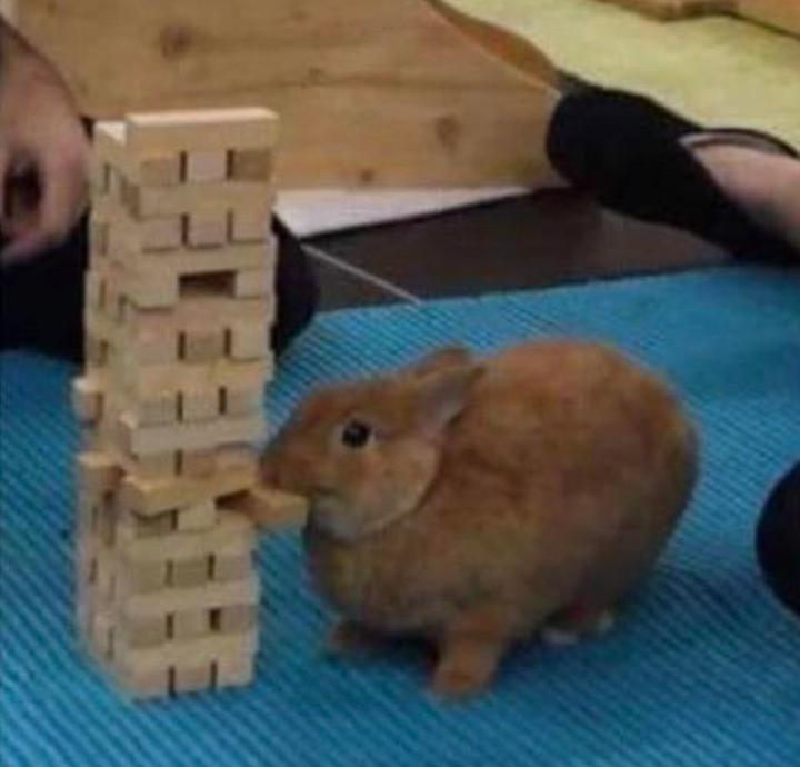 RabbitEveryHour's tweet photo. https://t.co/DMHjwTsrg3