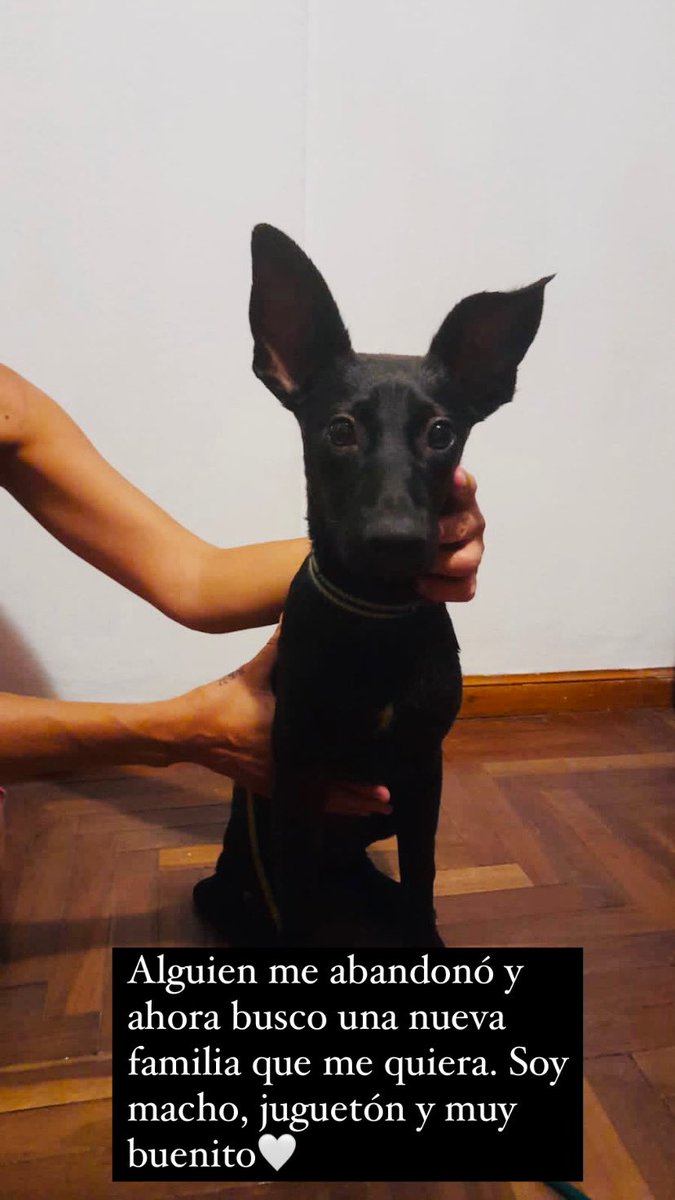 Le buscamos casita a este perrito hermoso, que alguien muy malo lo abandono. Es macho, buenito y juegueton. <a href="/VivireNuevaCba/">VivirenNuevaCórdoba®</a>