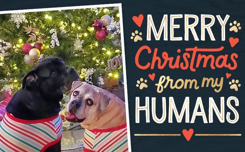 BCSS2SM's tweet photo. Jaida and Zoe are ready for the holidays! #DogsofTwitter #BCSSHollyJollyWeek #BCSSFamily #HolidayPets https://t.co/CcQScufhVT