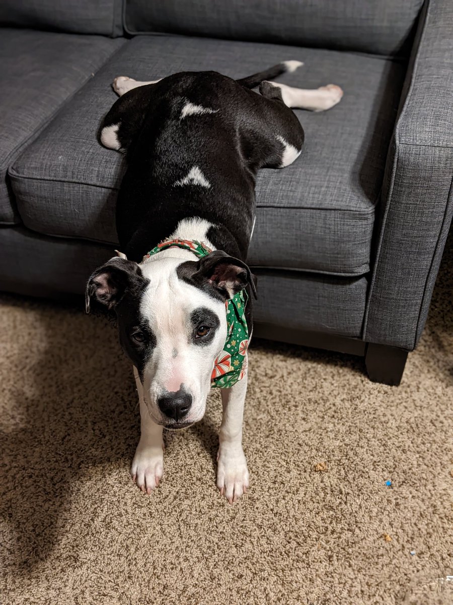 ddefalco326's tweet photo. So our 6 month old Duchess had her doggy daycare eval the other day. They called after 3 hours saying that she was not a good fit. They said "She's too friendly and can't read the room"! We got a pup with ADHD and social awkwardness! #DogsofTwittter #DogsOnTwitter #Pitties https://t.co/DhAxsziKvg