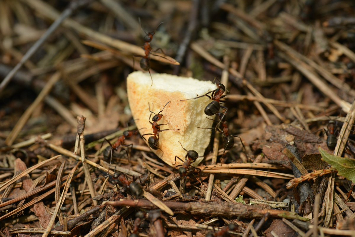 BugWeedMarts's tweet image. #NotSoFunFactFriday termite queens can produce 6,000-7,000 eggs in a single day.
