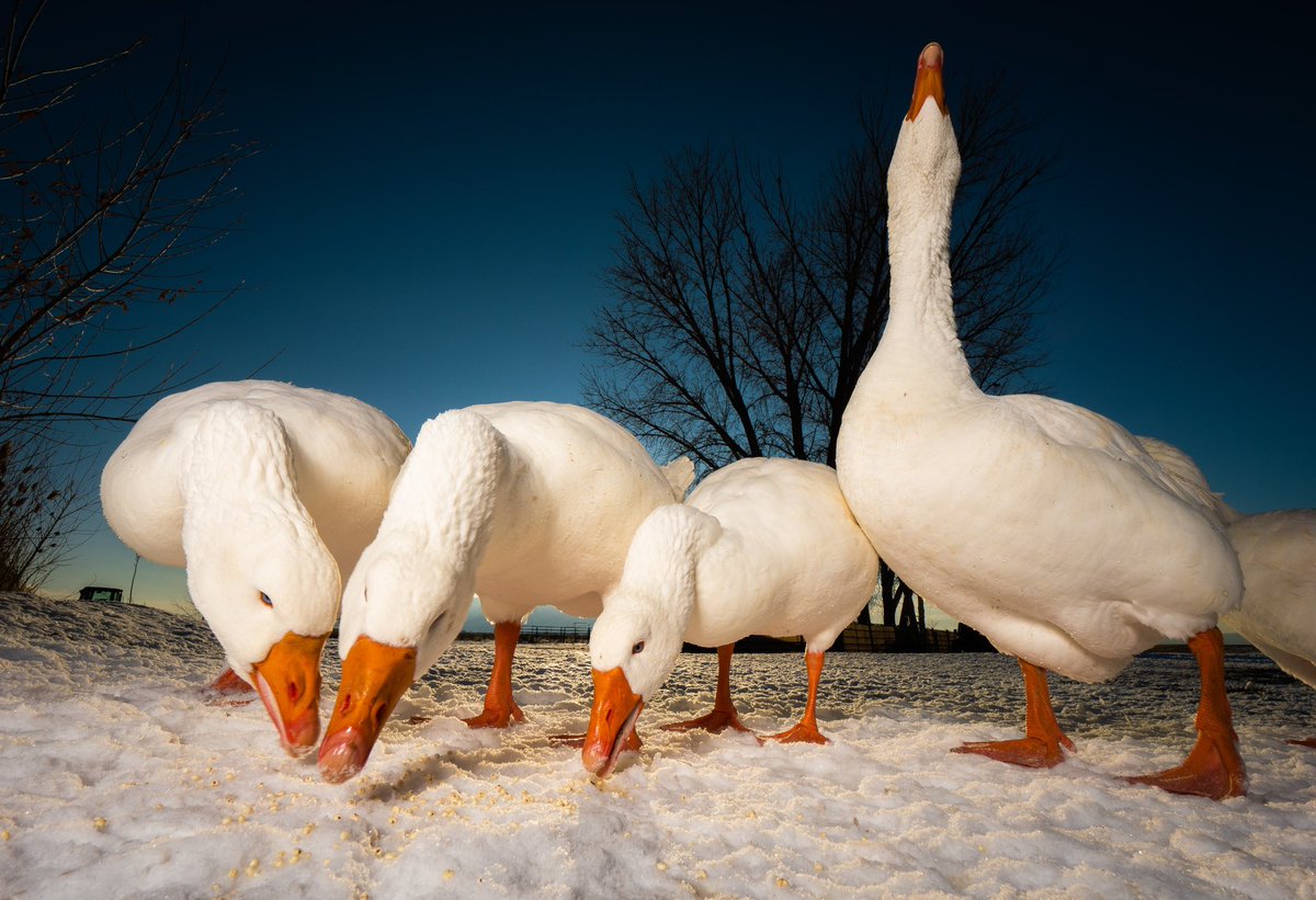 DuckFoodBot's tweet photo. awooofoood

(retweet to send a treat https://t.co/bCx4zPeNUf) https://t.co/Rc5iflLeL1