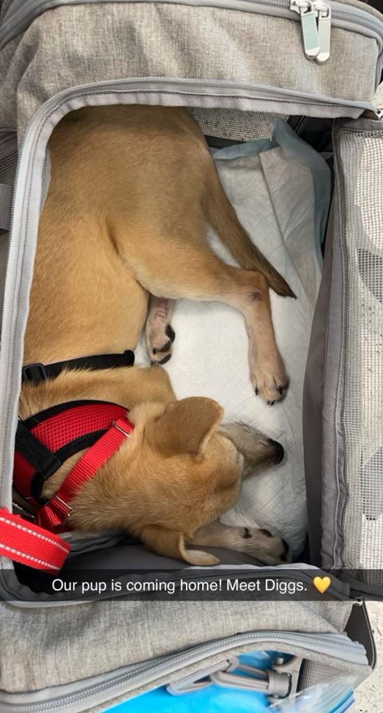 TheSatoProject's tweet photo. Roy(now Diggs) is sticking his tongue out because he is in a good mood! He is going to his forever home today. He was pulled from the Ponce municipal shelter, went through our vetting protocol, and is now flying to NY. Safe travels!#satostrong #adoptdontshop #findyourmax #rescue https://t.co/Ll0MYDiyVB
