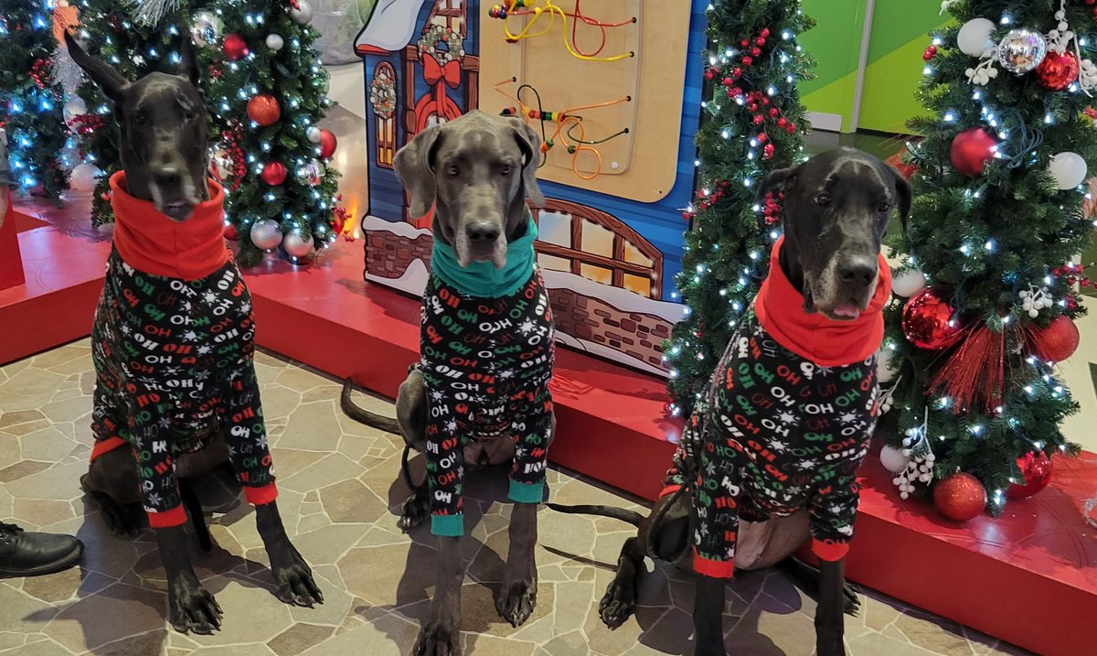 macfrattonphoto's tweet photo. @AnthonyFarnell 
This is the #macpack waiting to see Santa.  They would like to know where storm got his Santa hat https://t.co/0Wya4lI6Qa