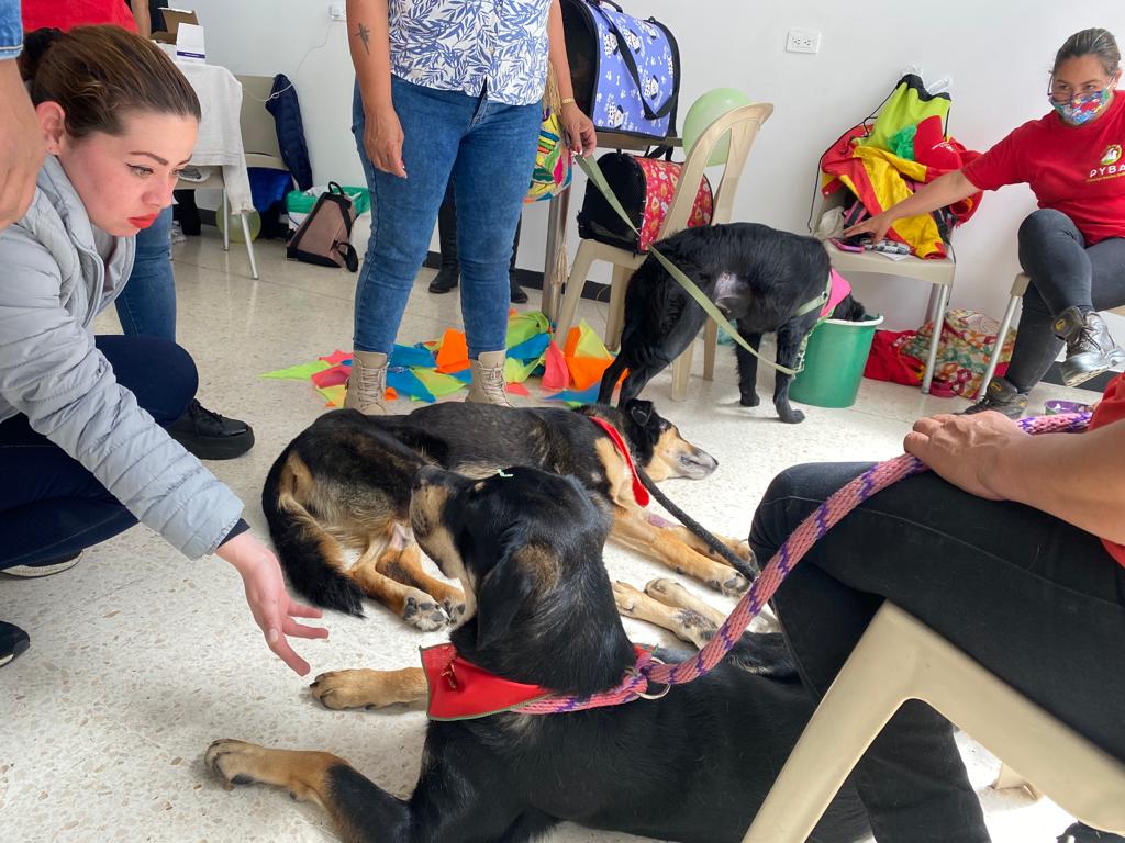AlcaldiaBunidos's tweet photo. Barrios Unidos comprometidos con el bienestar de nuestros animalitos 🐶🐱 

#Hoy estuvimos en jornada de adopción en el Centro Comercial Cafam Floresta, se prestó servicio de desparasitación y consulta médica a 25 animalitos de la localidad. 
⬇️🧵 https://t.co/WgXByzind6