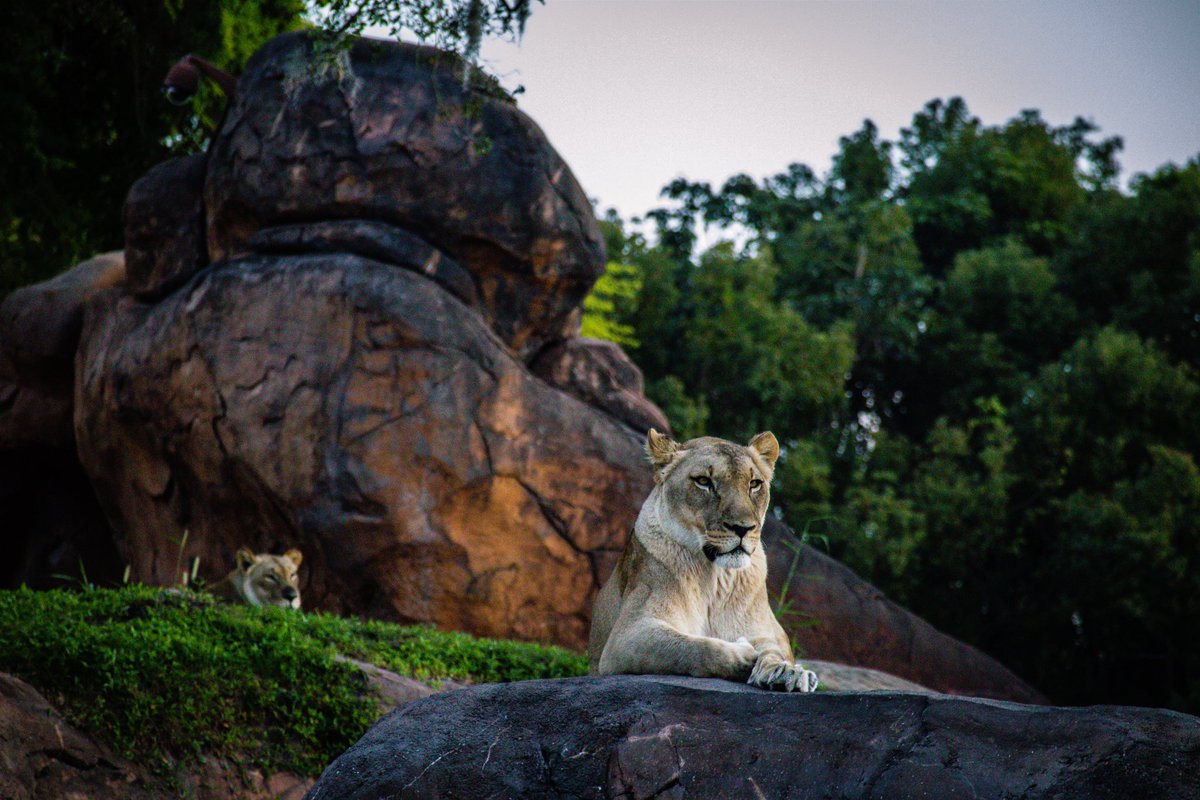 These cats are my spirit animal I just wanna lay around and get fat
