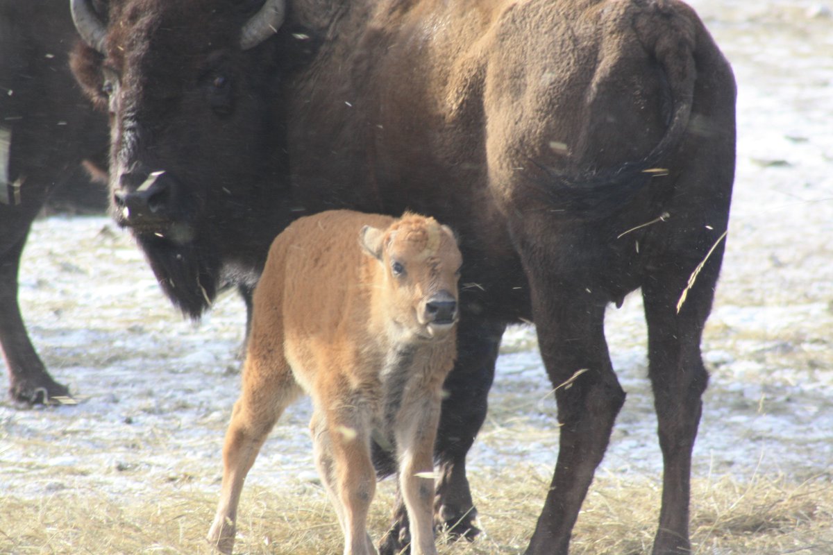 Charles Hoskinson tweet media