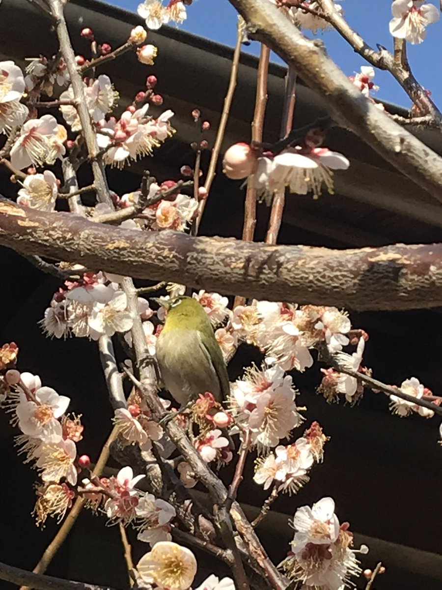 #お前ら鳥の推し誰だよ
カカポ、キンケイ、フキナガシヨタカ、アオアズマヤドリ
手元に使える画像無いから画像は関係ないけどw!!!
あと、五千万年くらい先の未来ならポーピンとヴォーテックス!!
