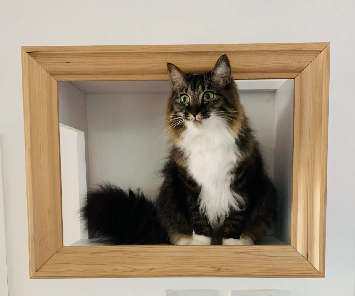 絵になる猫家具！本物の猫が額縁の中にいる！