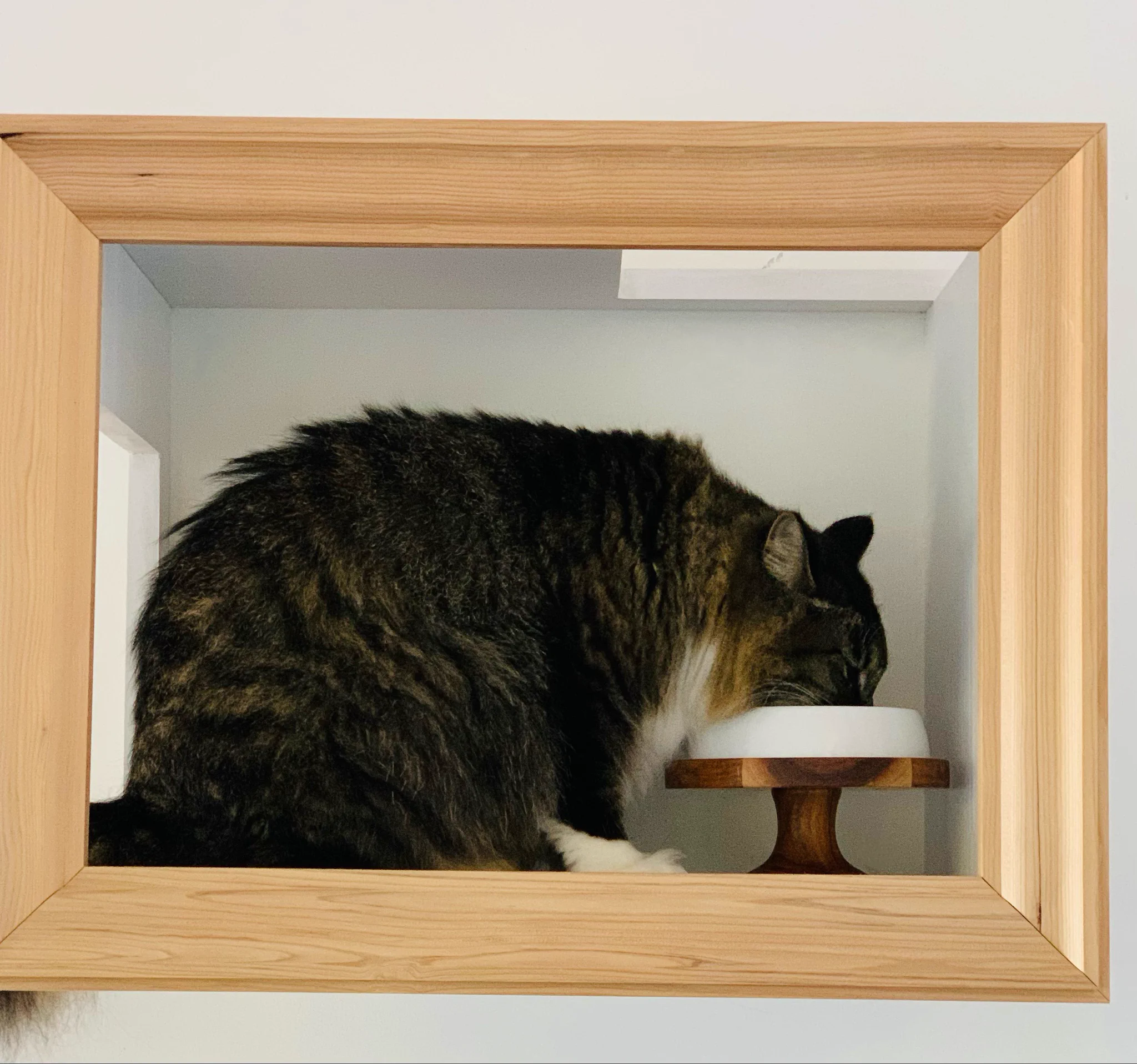 絵になる猫家具！本物の猫が額縁の中にいる！
