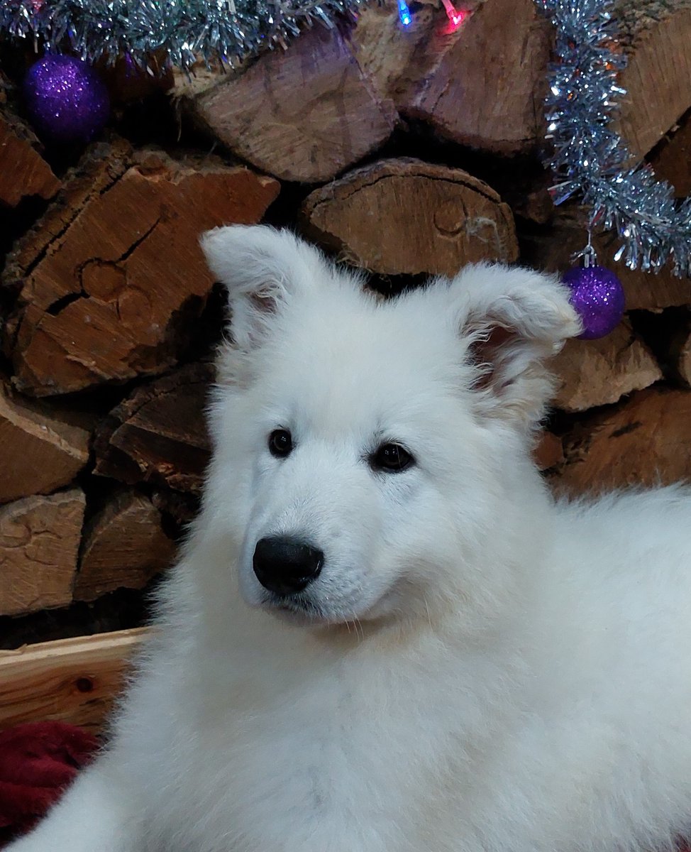 Camada de mascles de Pastor Blanc Suis, disponible.
Más información a la elstrespins.com