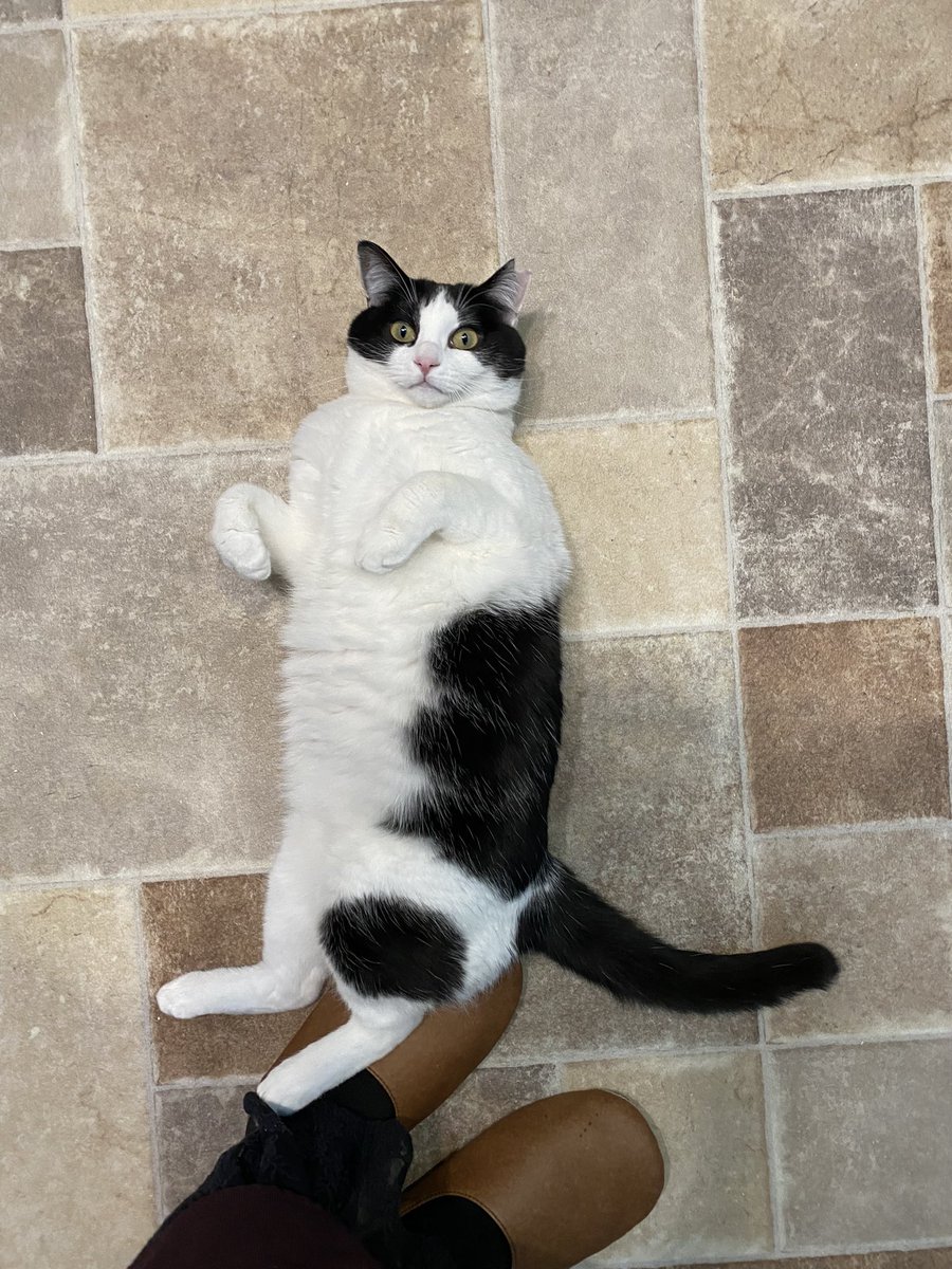 保護猫カフェdear Cat ディアキャット 奈良にある猫カフェ 子猫のへや