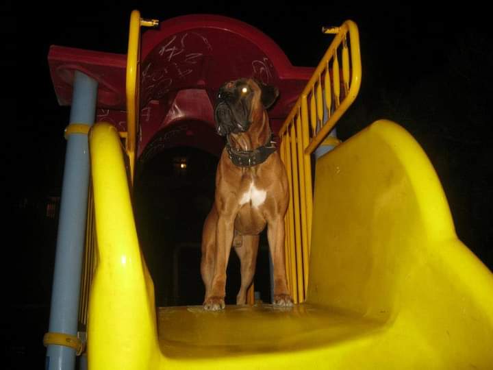 BoxersDog's tweet image. 