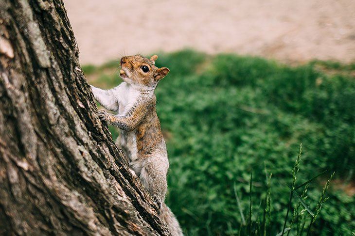 dineshdasa1's tweet photo. Squirrel - An unsung Environmental Hero…..

It is estimated that millions of trees in the world are accidentally planted by squirrels who bury nuts and then forget ( about 10% of total buried ) they have buried them. https://t.co/H7sNODYykW