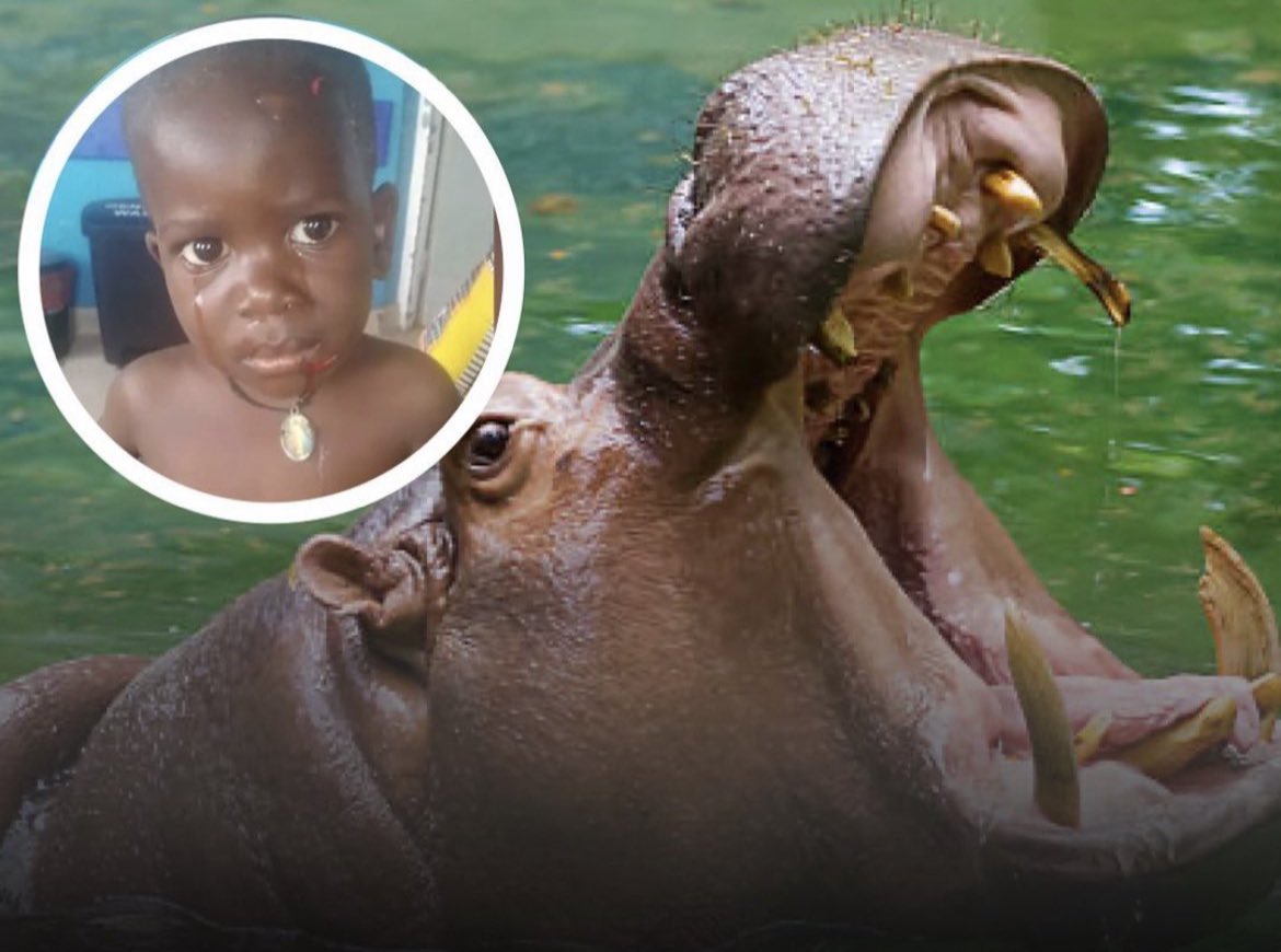 A 2-year-old boy was swallowed whole and spit out by a hippopotamus‼️😳