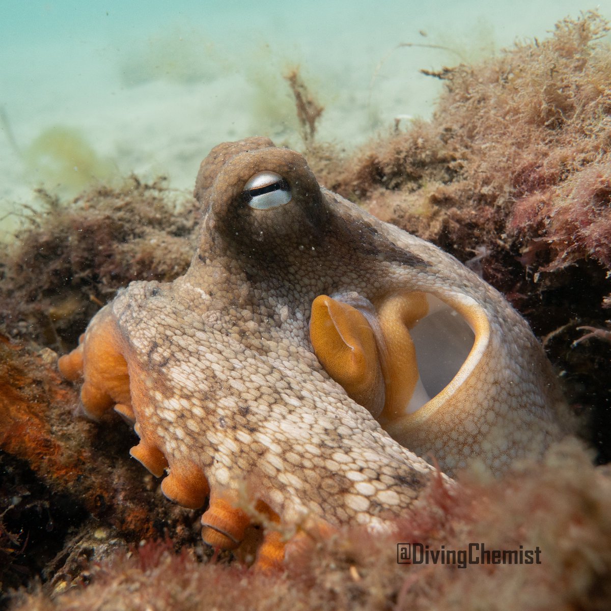 Dr Elisabeth Tondl tweet media