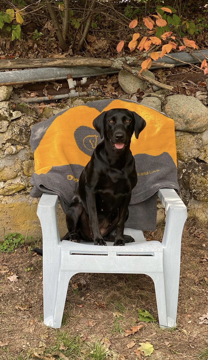 Celliant's tweet photo. Cuddle up with your best pet friend in @DraperTherapies, Draped in Health Blankets. Infused with CELLIANT® the blanket increases local circulation by converting body heat into infrared energy.

#CELLIANT #dog #pet #comfort #infrared #infraredpets #infraredenergy https://t.co/wUcxLxMLDh