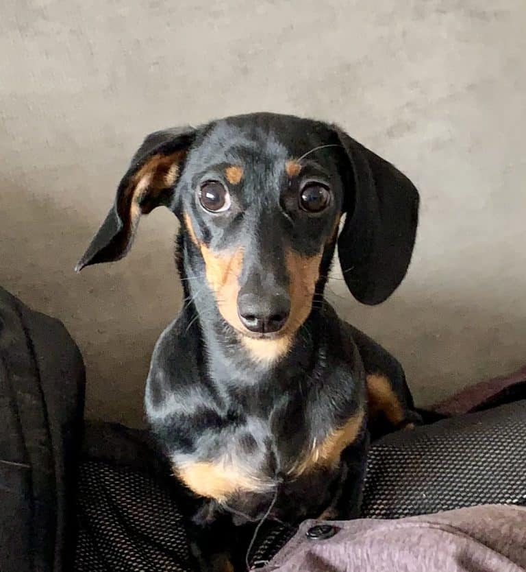 OurPooches's tweet photo. Dog Profile Maggie is a tiny bundle of love 💕. She has a personality of a dog 5 times her size and loves dogs and people of every kind. “Doggy Name” Maggie Breed Dachshund Age 7 months Gender Female Tell Us About Your Pooch “My friends would descr https://t.co/Q7tK8Lnqdv https://t.co/lRYbSK6qOP
