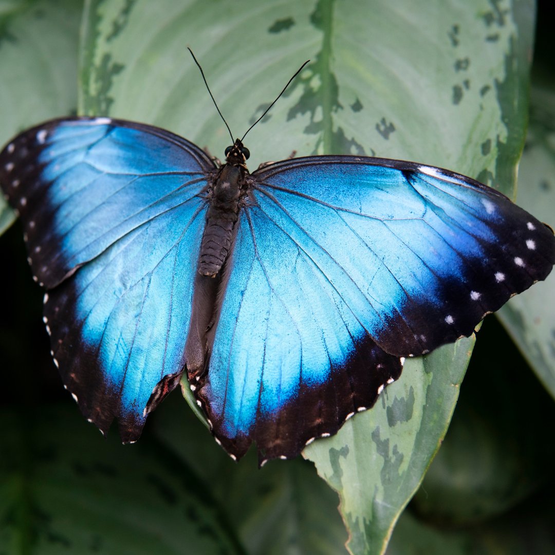Butterfly Gardens tweet media