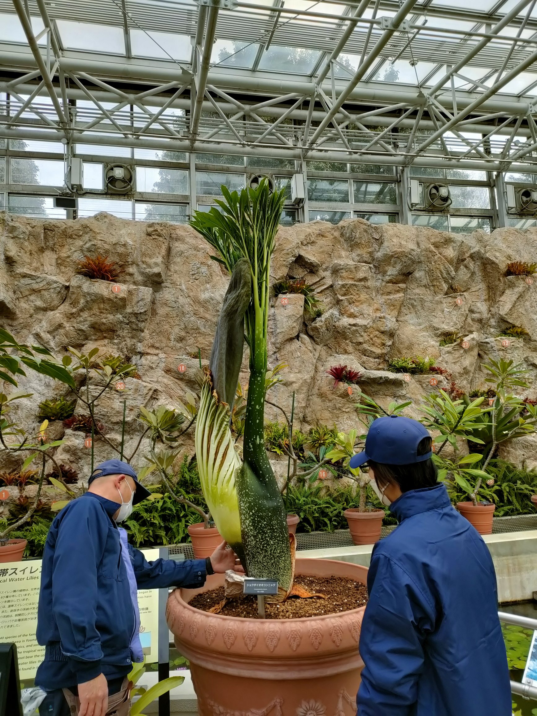 神代植物公園 ニュース Parksjindai Twitter