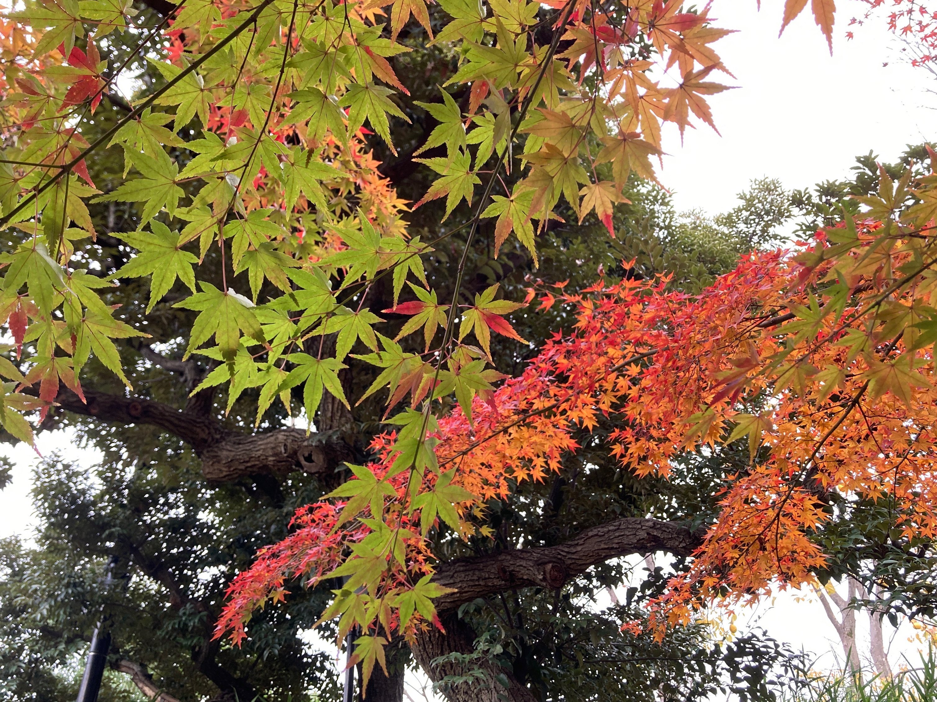 向島百花園 Mukoujimagarden Twitter