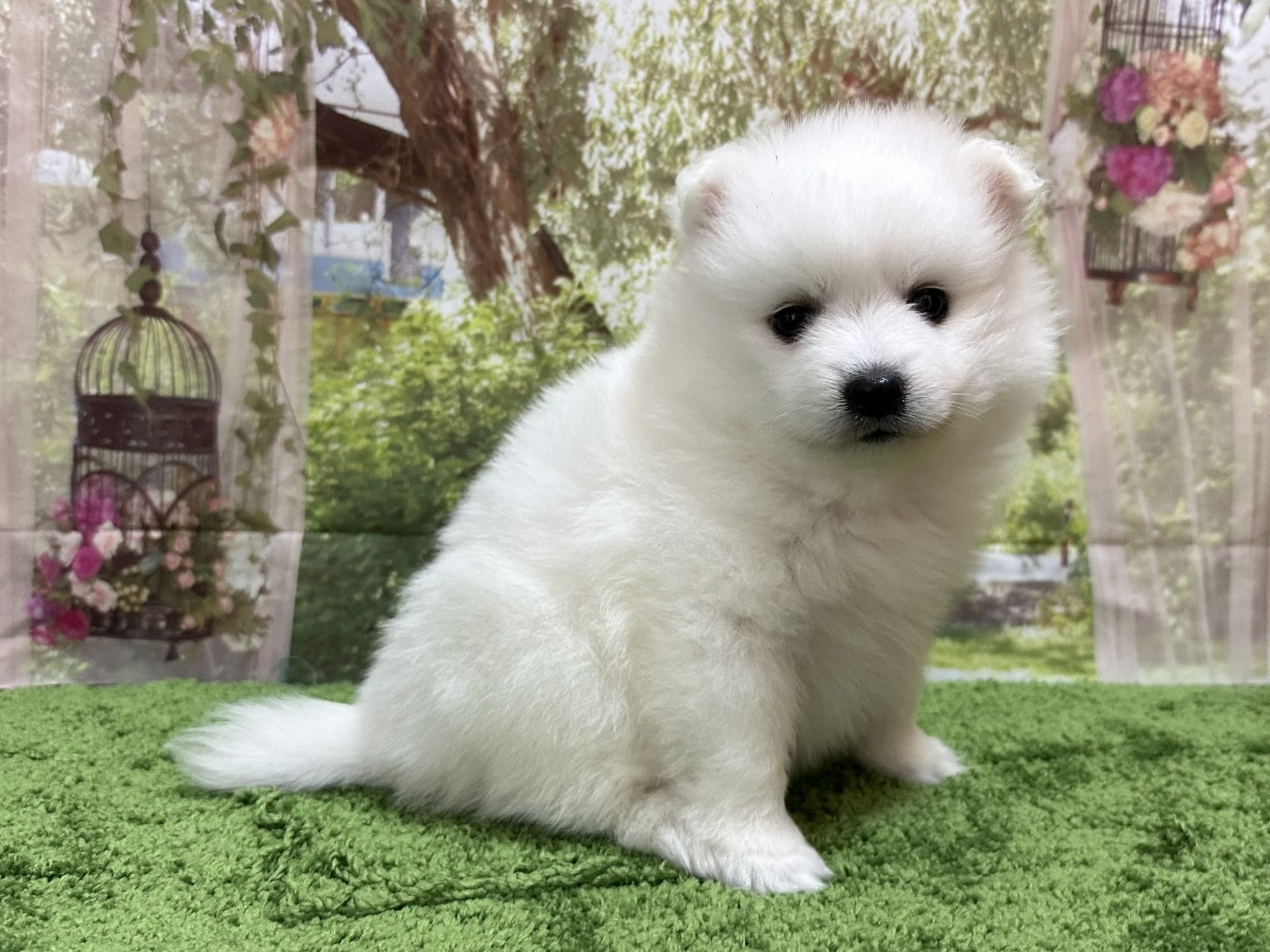 White Lab 日本スピッツブリーダー R Whitelab Twitter