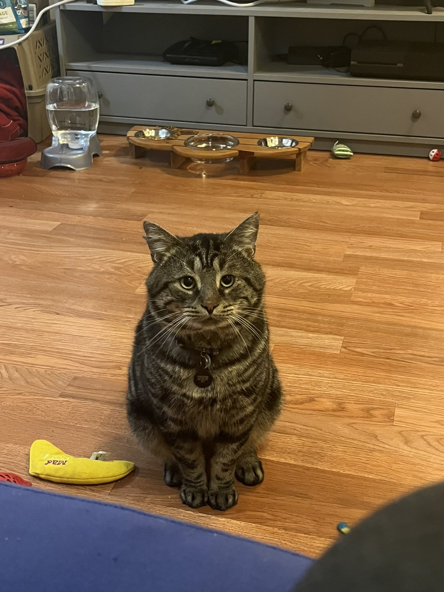 Adorable Cat Bambi Celebrates Christmas On Tiktok - nlx8nfb
