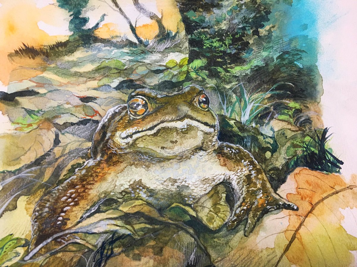 【出展のお知らせ】
岐阜にある世界淡水魚園水族館アクア・トトぎふにて企画展
新ヒキガエルのすすめに参加させていただいております
たくましく生きるヒキガエル愛が伝わったら良いです〜🌸
会期中ヒキガエルに関するグッズを販売しておりますので
お近くにお寄りの際は是非🐸
#かえる
#frog 