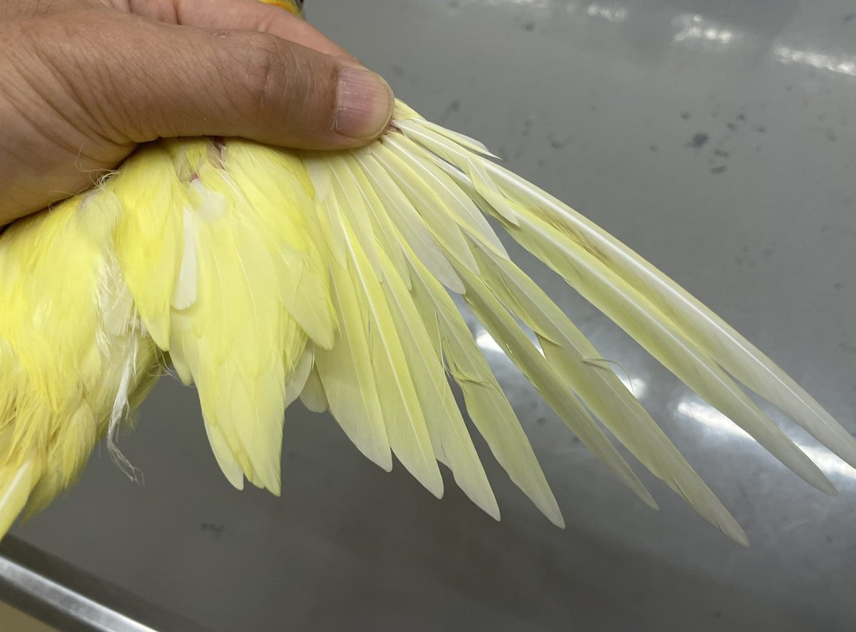 こちらはオカメインコのイエローフェザーです。肝機能障害や高脂血症が 
