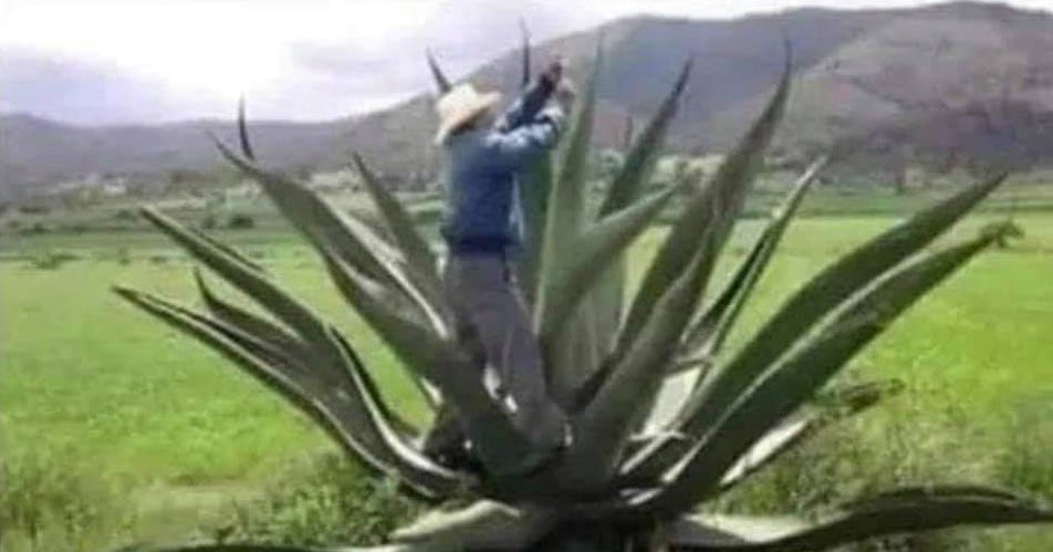 Aquí borrando del maguey tu nombre.