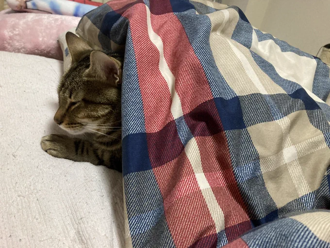 布団から生える猫 #ぜんまいの鍵尻尾 