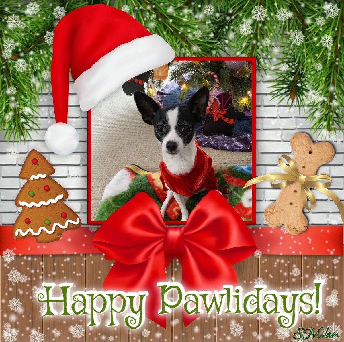 #HappyPawlidays eberypawdiez from me, Princess Di-Di and my pawentz! Loviez and kizziez! ❎🅾️💚❤️🐕🐾👑🎀🌹❄️☃️🎄🎅🏻🛍️🎁💖🥰