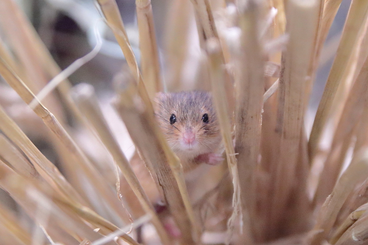 カヤネズミ Twitter Search Twitter