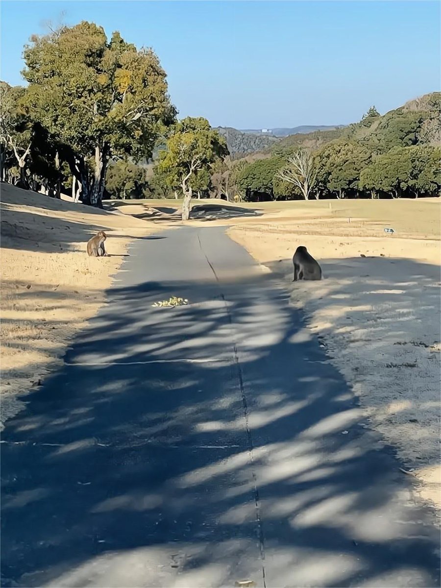 kshpress's tweet photo. ボールの途中に赤いお尻の猿が現れました🐵 https://t.co/2OKIe7Oc3M