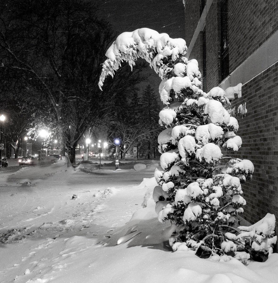 SeilerPhotos's tweet photo. Feeling the weight.

#snow #snowtrees #snowday #scottseiler #Photography #blackandwhitephotography #christmasdecor #treebending #northdakota #ndlegendary #VisitFargomoorhead #capturend https://t.co/Mk27vgsY0p